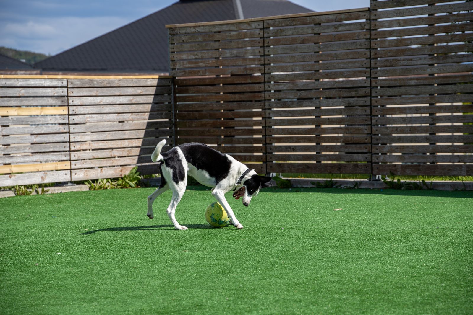 Dog playing with a ball on artificial turf in a fenced backyard