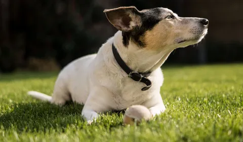 Dog lying on a sunlit lawn with a ball in summer heat