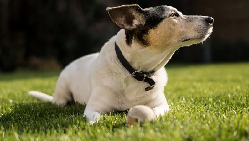 Dog lying on a sunlit lawn with a ball in summer heat