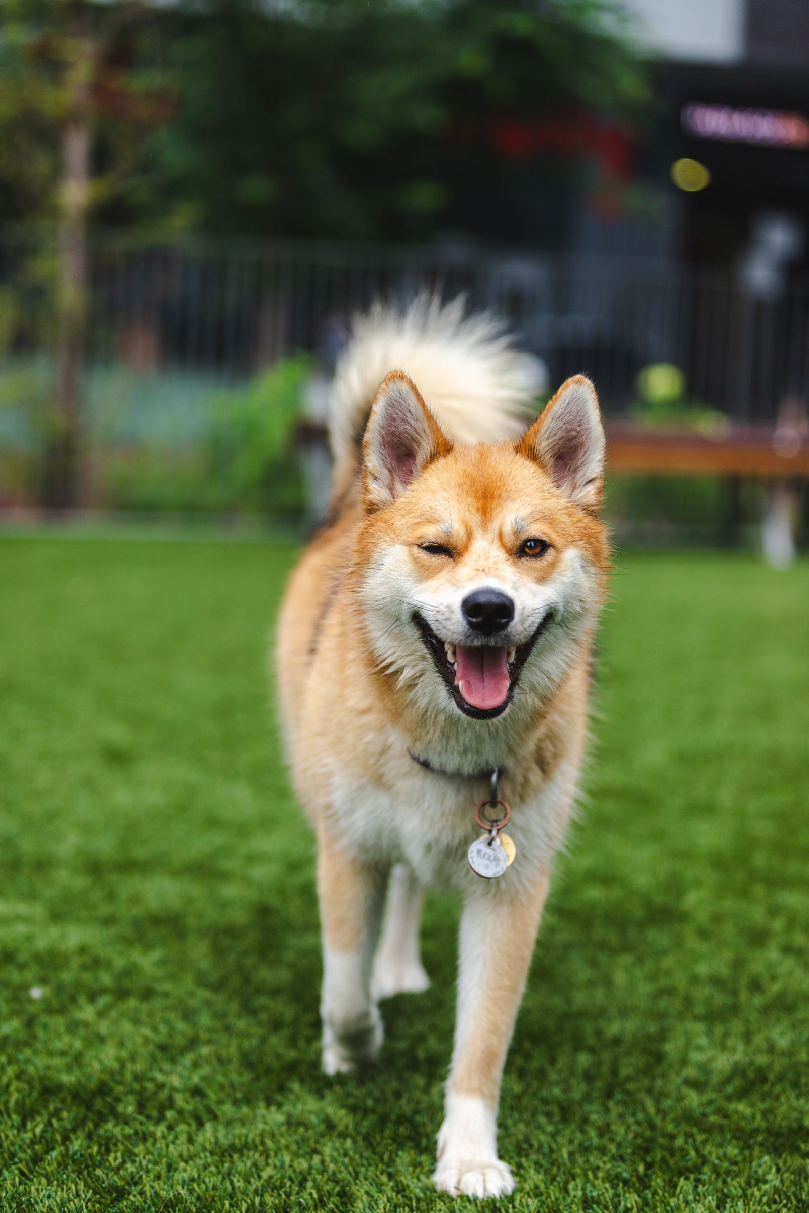 A happy dog on fresh, odor-free artificial turf