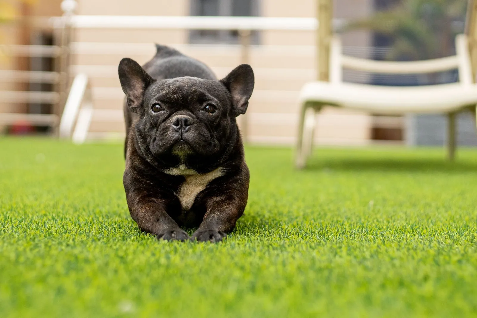 Dog playing on freshly cleaned artificial turf in a St. George backyard
