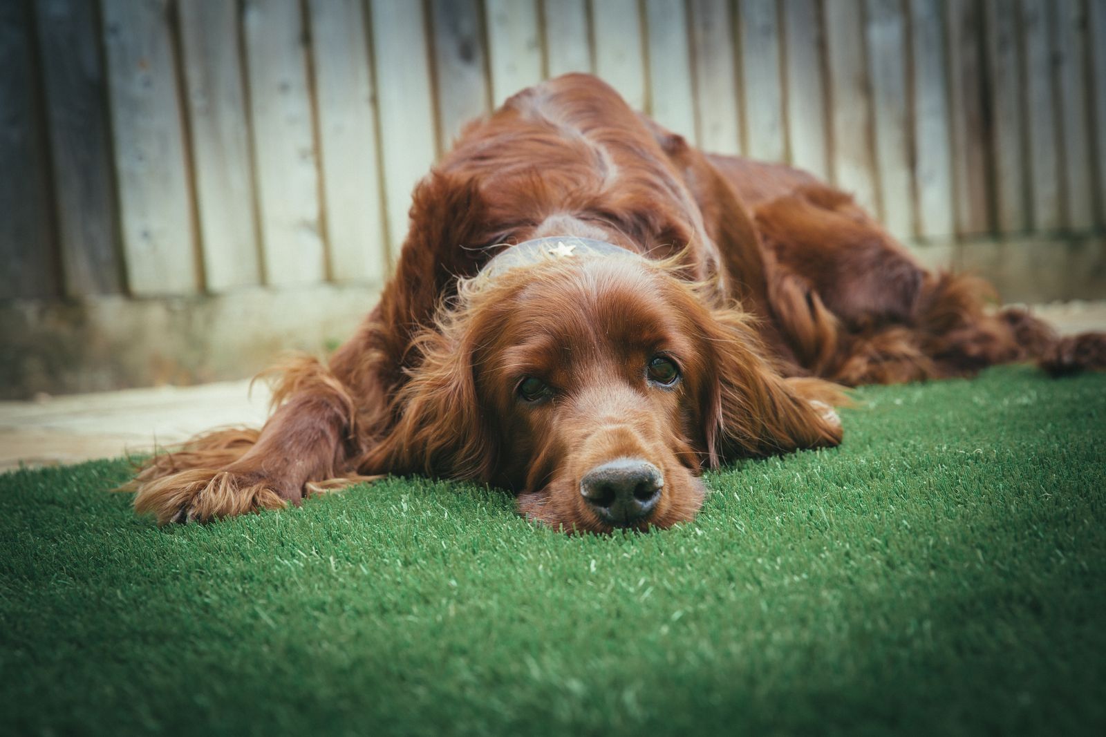 A relaxed dog on clean, odor-free artificial turf