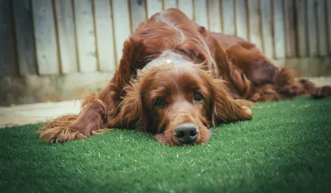 A relaxed dog on clean, odor-free artificial turf