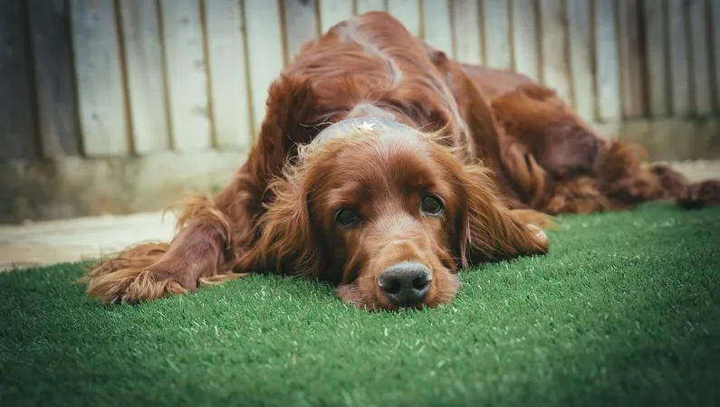 A relaxed dog on clean, odor-free artificial turf