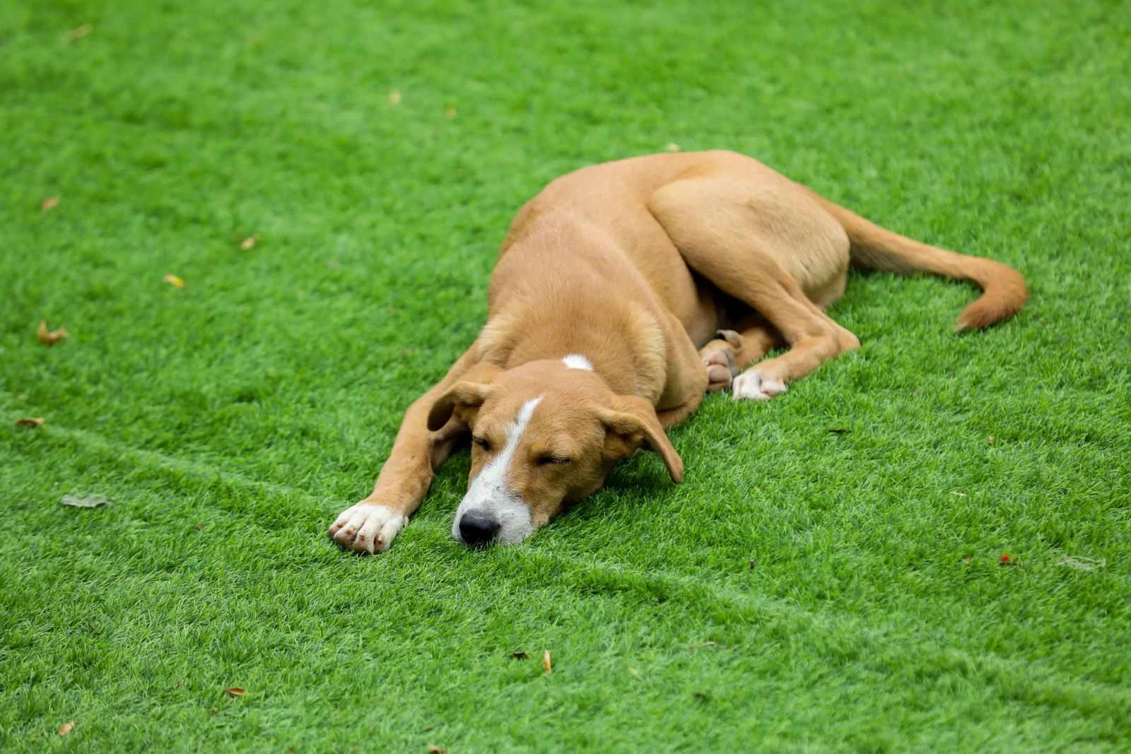 Dog napping on clean artificial turf